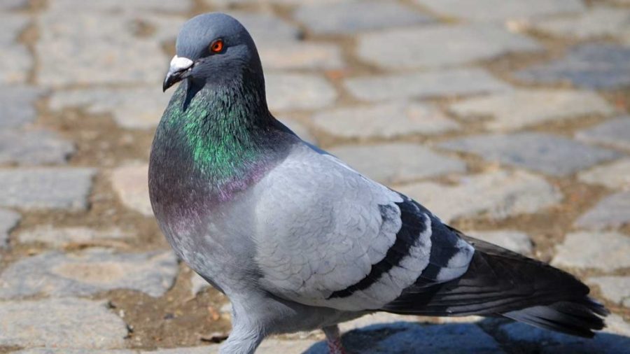 Un piccione pentito riflette sugli errori del passato.